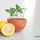 Botanique – On a fait pousser… des pépins de citron